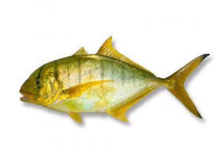 Cleaned Golden Trevally Medium /  Vatta / വറ്റ (400gm) 